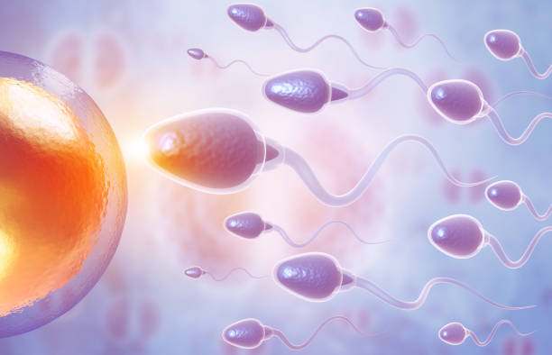 istock Male sperm cells fertilizing a female egg 1261365559