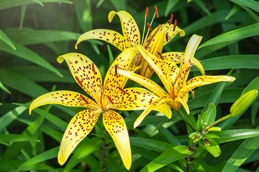 Summer yellow lily flower close-up. Lilium pardalinum, also known as leopard or panther lily, is a flowering bulbous perennial plant in lily family, native to Oregon, California, and Baja California.
