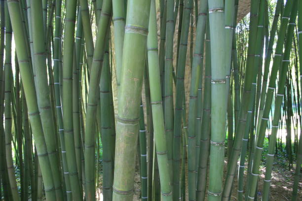 istock Bamboo forrest, lots of bamboo 1261367657