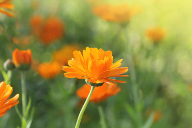 istock Marigold flowers in the meadow in the sunlight 1261381121