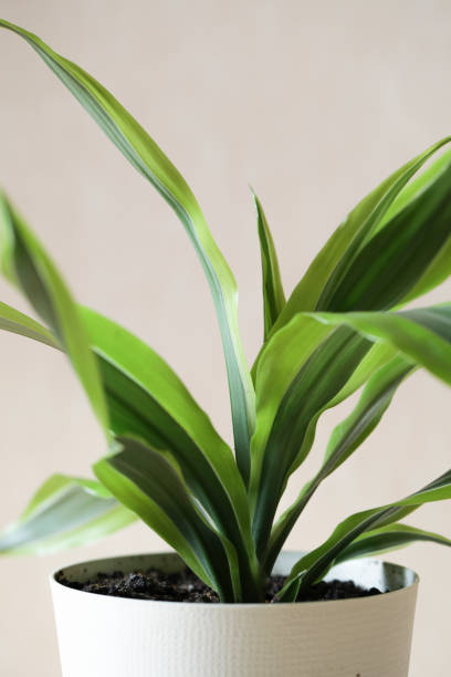 istock Decorative house plant in pot on beige background with natural light. Creative nature background. 1261385991