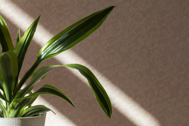 istock Decorative house plant in pot on beige background with natural light. Creative nature background. copy space 1261385998