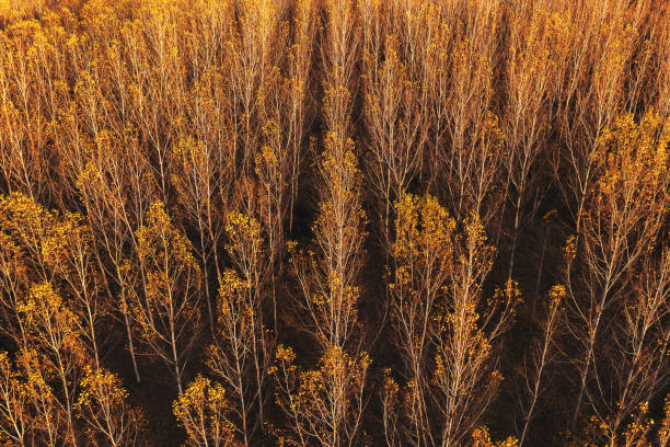 vue aérienne de la forêt d’arbre de tremble dans le coucher du soleil d’automne - poplar tree treetop forest tree photos et images de collection