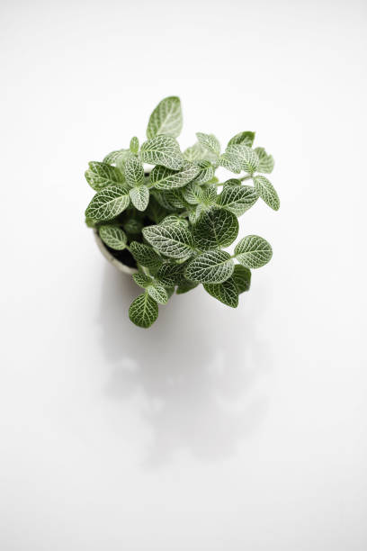 istock succulent plant in pot on white background with natural light. Creative nature background. selective focus. copy space top view 1261387646