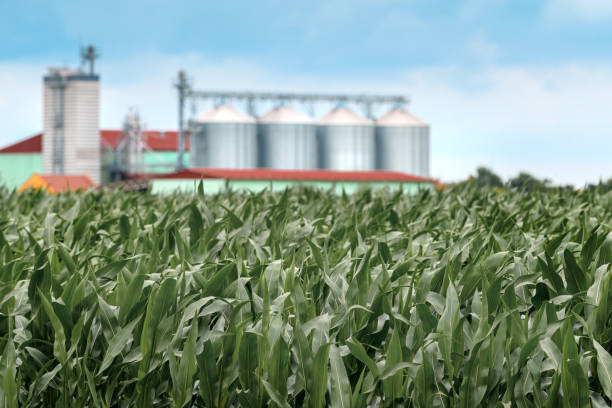 istock Cultivated corn maize field with grain storage silo in background 1261387662