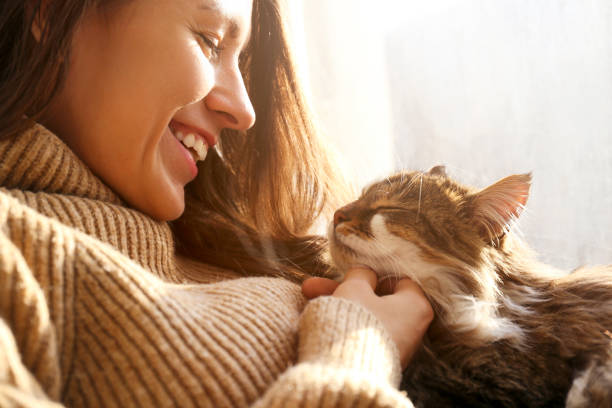 Brunette female in knitted sweater with her fluffy cat. Portrait of young woman holding cute siberian cat with green eyes. Female hugging her cute long hair kitty. Background, copy space, close up. Adorable domestic pet concept. purring stock pictures, royalty-free photos & images