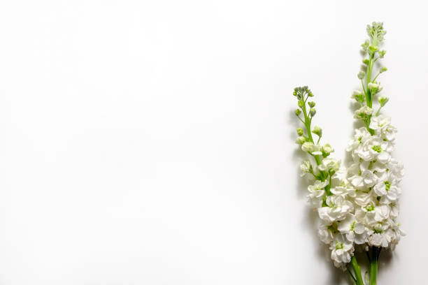 istock Green plant over white background. 1261388759