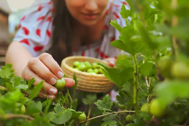 Young woman is harvesting gooseberries in garden. Organic berries grown on their own.