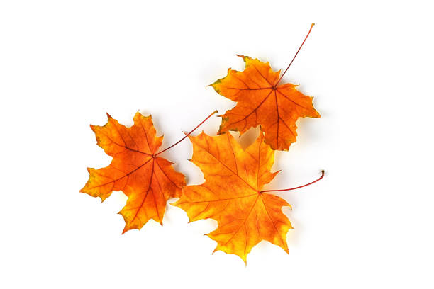 hojas de otoño aisladas sobre fondo blanco. vista superior - fall leaves fotografías e imágenes de stock