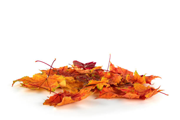 istock Autumn leaves isolated on white background. Copy space 1261401350