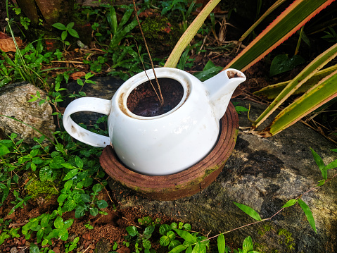 A plant in an old tea pot.