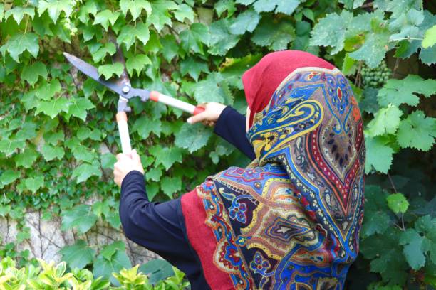 The woman pruning the plants