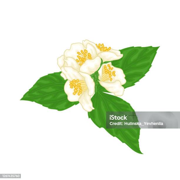 Beautiful Branch Flower Jasmine Cartoon Watercolour Style Isolated On White  Background Handdraw Branch Flowers Design Element For Greeting Card And  Invitation Vector Illustration Stock Illustration - Download Image Now -  iStock
