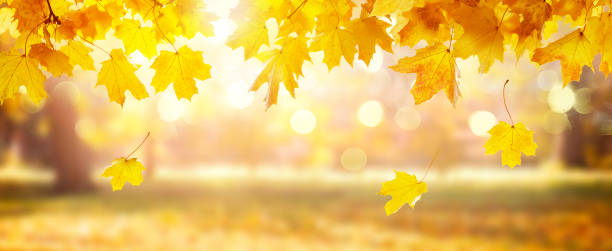 istock Autumn landscape, beautiful park with fallen yellow leaves. 1261442821