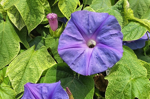 common morning glory flower (Ipomoea purpurea)