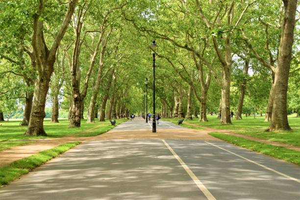 Hyde Park, London, United Kingdom Tree-lined road in the iconic Hyde Park, London, daytime view richmond park stock pictures, royalty-free photos & images