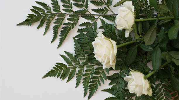istock Fresh white roses bouquet on green leaves 1261452027