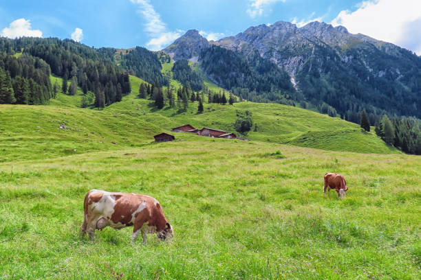 istock brown white cows on meadow at Tyrol austrian Alps. 1261455890