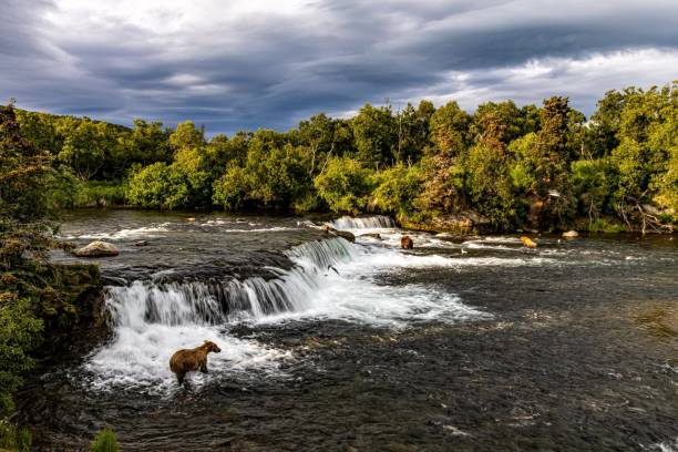 брукс падает медведь - katmai national park стоковые фото и изображения