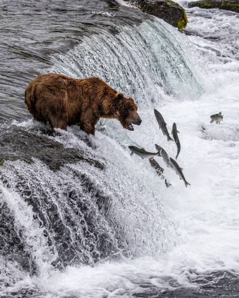 Brooks falls bear Alaskan brown bears in Katmai National Park at Brooks Falls brown bear catching salmon stock pictures, royalty-free photos & images