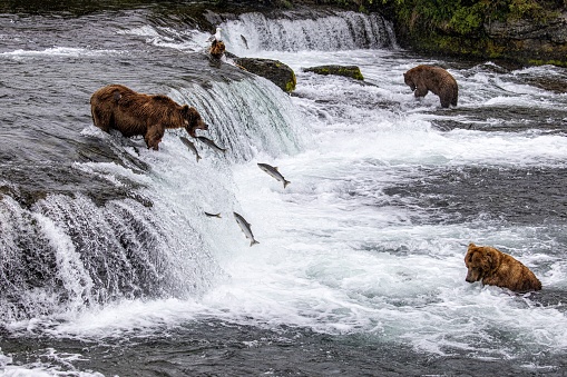 Alaskan brown bears in Katmai National Park at Brooks Falls