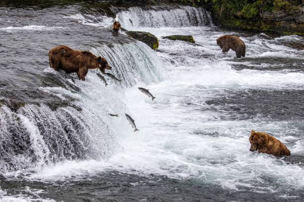 Brooks falls bear Alaskan brown bears in Katmai National Park at Brooks Falls brown bear catching salmon stock pictures, royalty-free photos & images