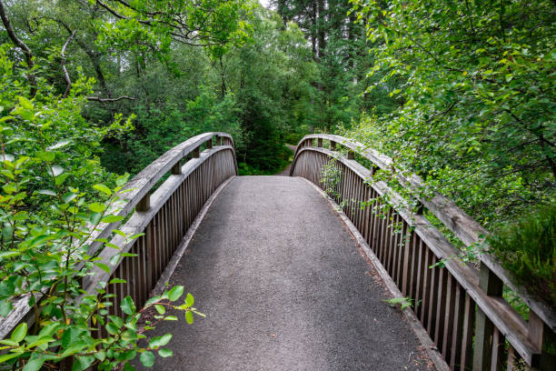 istock Wooden bridge in green trees 1261470202