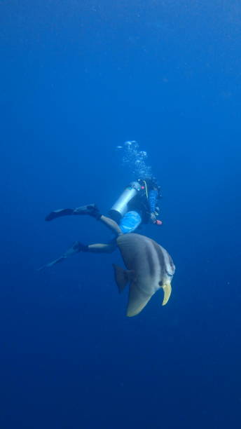 istock Male Scuba Diver with Giant Bat Fish Spade Fish 1261471796