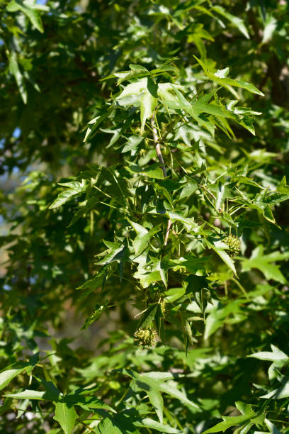 istock American sweetgum 1261471883