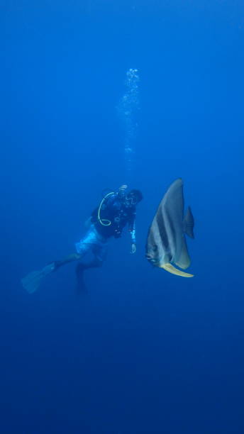 istock Male Scuba Diver with Giant Bat Fish Spade Fish 1261472158