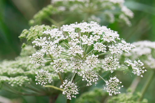 Robust tall, almost hairless perennial, to 2m; stems hollow, ridged, generally winged with purple. Leaves 2-3 pinnate, with oblong, sharply toothed segments; upper leaves reduced to large inflated sheaths and partially enclosing the developing umbels. Flowers white or pinkish, 2mm, in umbels 3-15cm across, with numerous rays; bracts few and soon falling, or absent. Fruit oval, (with 3 outstanding ridges) 4-5mm, with membranous wings.\nHabitat: Damp places, meadows, fens and woods.\nFlowering Season: July-October.\nDistribution: Throughout Europe, except for parts of the extreme north and Spitsbergen.\nSometimes cultivated as an ornamental plant.\n\nThe plant has also been used for dyeing (yellow color).\n\nAngelica sylvestris roots have been used in the traditional Austrian medicine internally as tea or tincture for treatment of disorders of the gastrointestinal tract, respiratory tract, nervous system, and also against fever, infections, and flu. In the Middle Ages  the plant was cultivated in Monastery Gardens with other plants as a medicine against Pest.