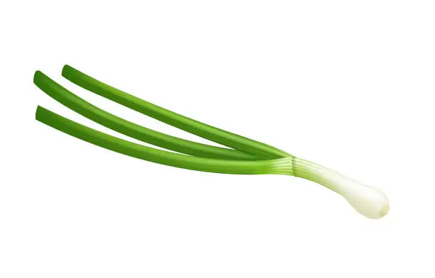 Vector illustration of Spring green onion