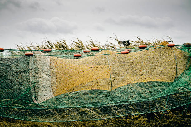 Shrimp fishing nets hung up to dry and be checked for repairs on the island of Nyord in Denmark. Colour, horizontal with some copy space. Photographed on location on the island of Nyord in Denmark.