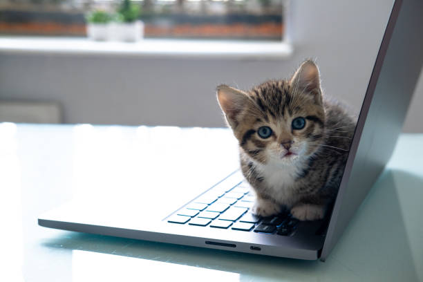 istock Small striped kitten sitting on laptop keyboard and looking at home Top view. Copyspace. Freelance , remotely online work and education 1261488440