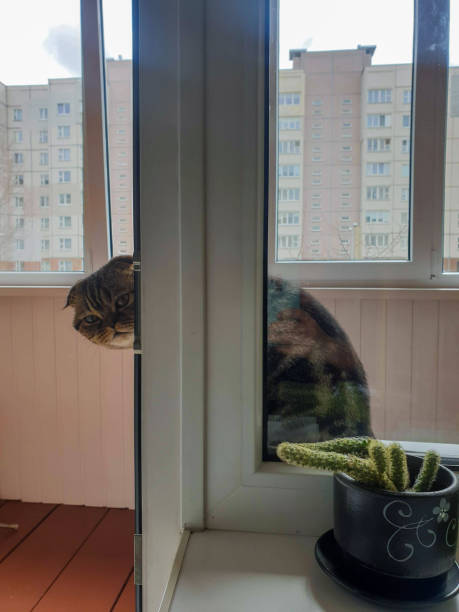 istock A CAT WITH A SERIOUS FACE IS BEHIND THE WINDOW 1261491155