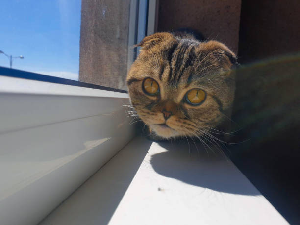 istock A CAT WITH A SERIOUS FACE IS NEXT TO THE WINDOW 1261491156