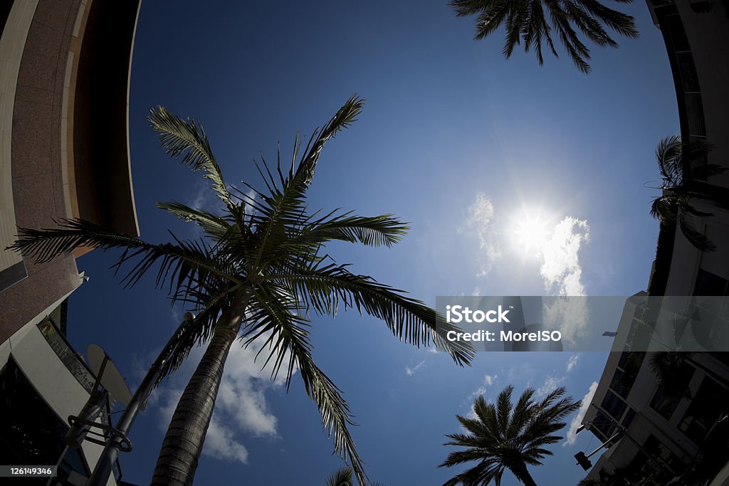 Palmeira Copa da árvore contra o céu azul em Beverly Hills de olho-de-peixeName - Royalty-free Abaixo Foto de stock