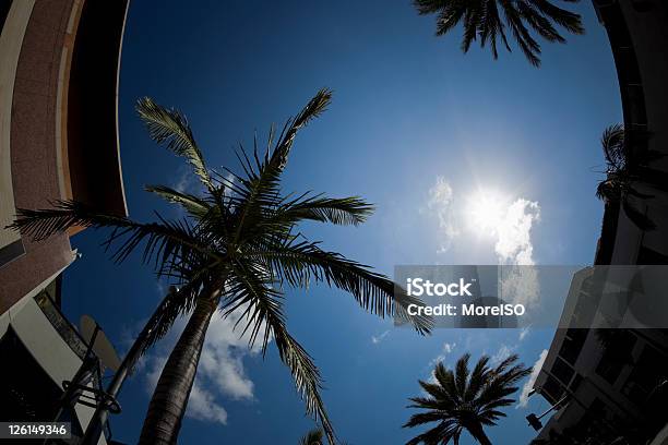 Palmeira Copa Da Árvore Contra O Céu Azul Em Beverly Hills De Olhodepeixename - Fotografias de stock e mais imagens de Abaixo