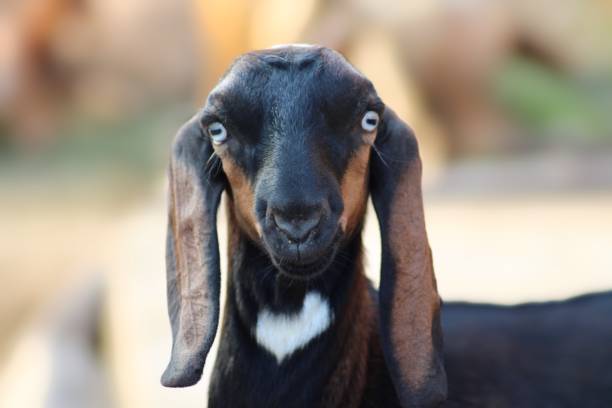 istock Goats in goat farm 1261500657