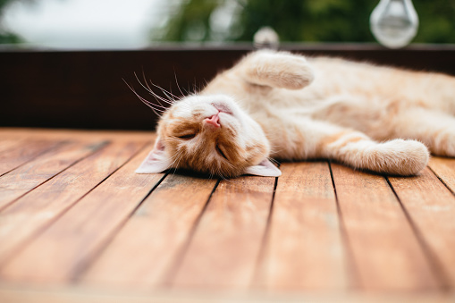 Ginger cat sleeping on wooden floor