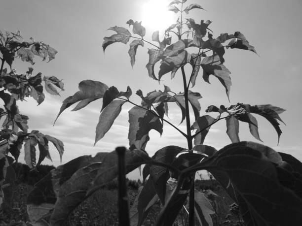 istock Sunlit tree top with curved leaves 1261507817