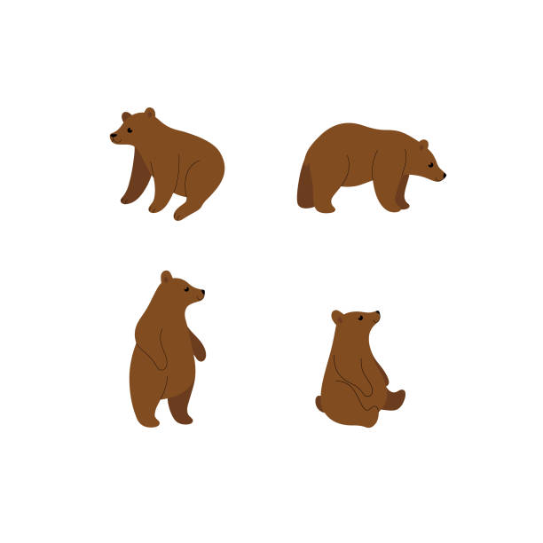 Sitting Bear Illustrations, Royalty-Free Vector Graphics & Clip Art - iStock Sitting Bear Illustrations, Royalty-Free Vector Graphics & Clip Art - iStock