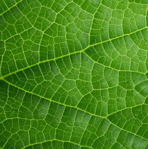 istock texture of green cucumber leaf 1261509068