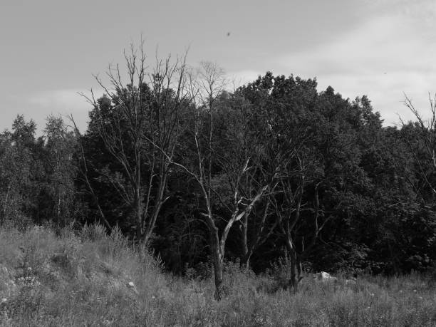 istock Trees damaged with chemical pollution 1261509125