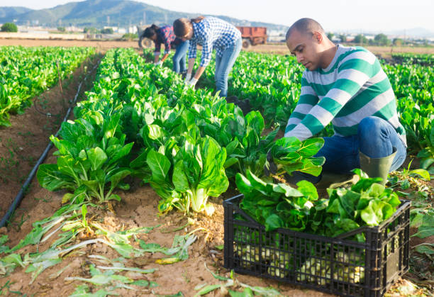 istock Farmer and his assistant harvesting ripe mangold on plantation 1261509396