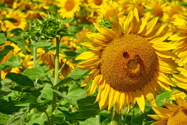 istock Sunflowers close up 1261517600