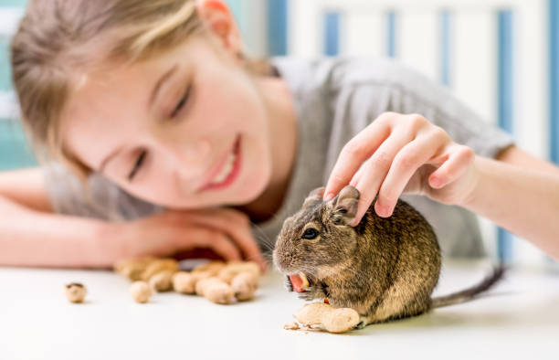 istock Young girl playing with degu squirrel 1261518705