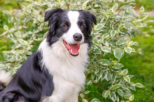 Outdoor portrait of cute smiling puppy border collie sitting on grass, park background. Little dog with funny face in sunny summer day outdoors. Pet care and funny animals life concept