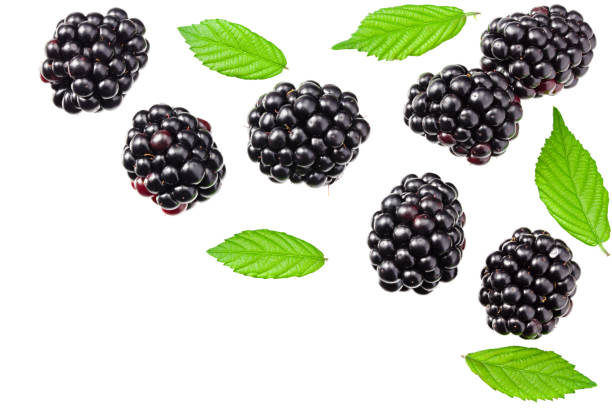 istock blackberries with leaves isolated on white background. top view. flat lay 1261537646