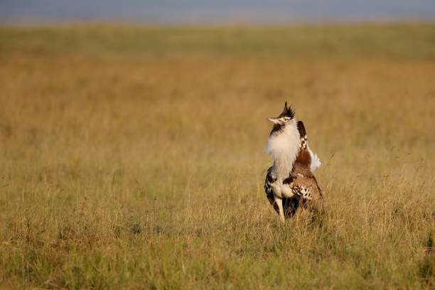 istock Kori bustard in Masai Mara 1261547026